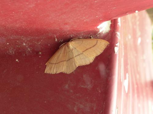Réf. 181 448 : Cyclophora linearia